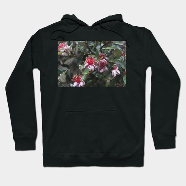 Feijoa - Magpie Springs - Adelaide Hills - Fleurieu Peninsula by South Australian artist Avril Thomas Hoodie by MagpieSprings